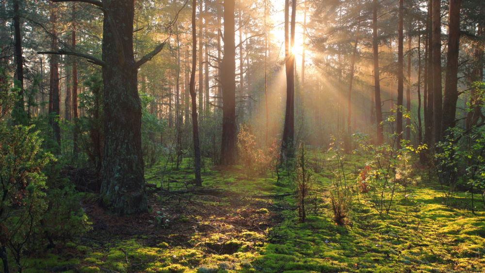 sun shining through the trees