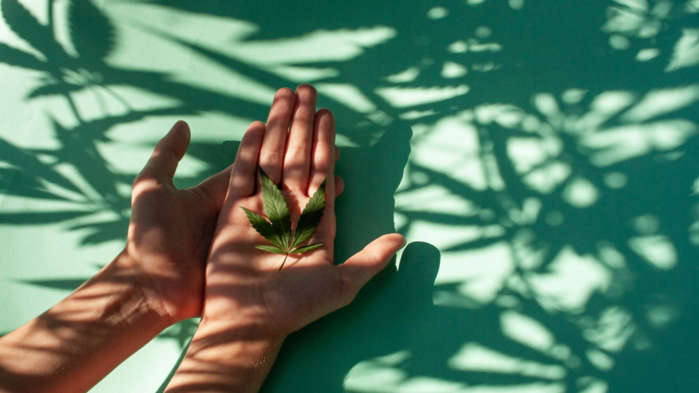 holding cannabis plant