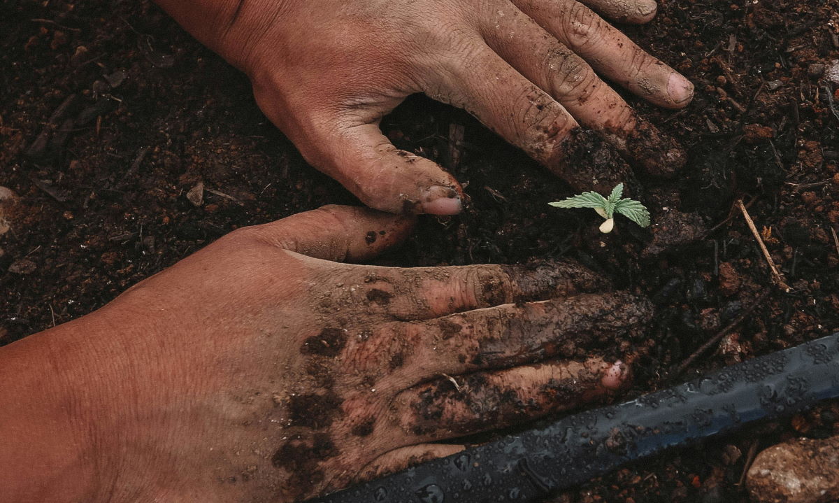 planting in the dirt