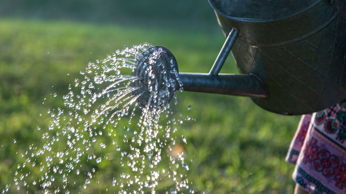 watering from can