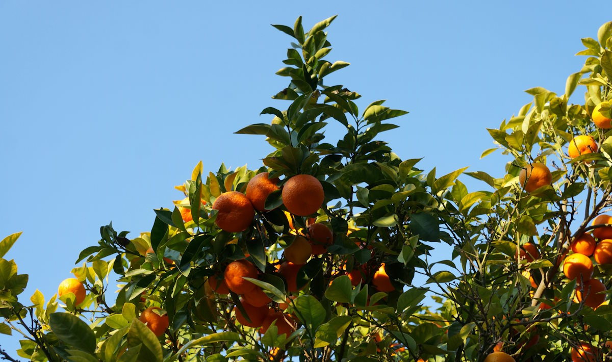 oranges growing on tree