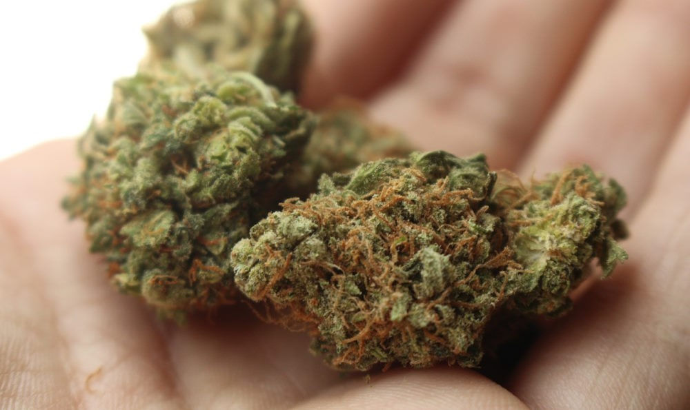 high quality cannabis in hand