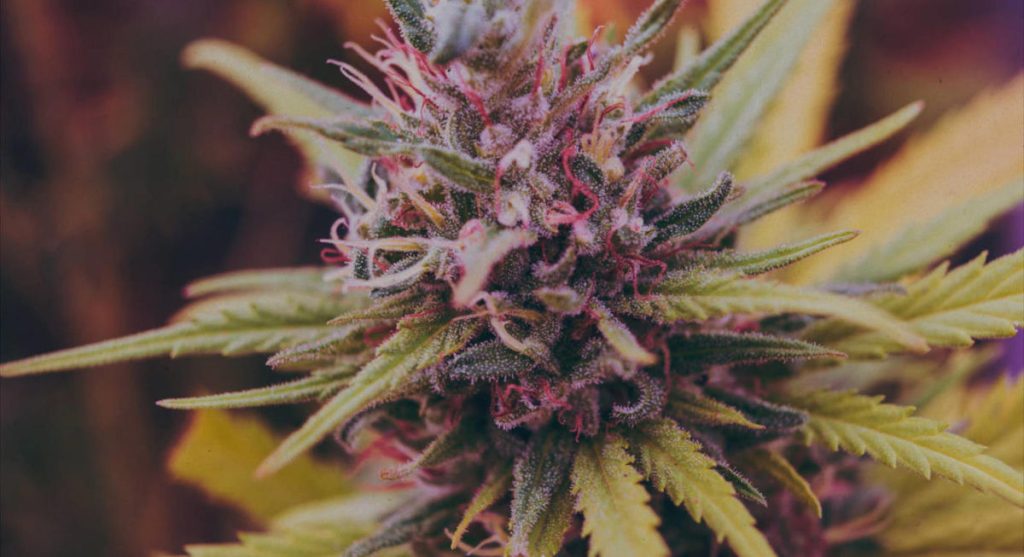 THC Potency Explained: How to Understand Cannabis Strength