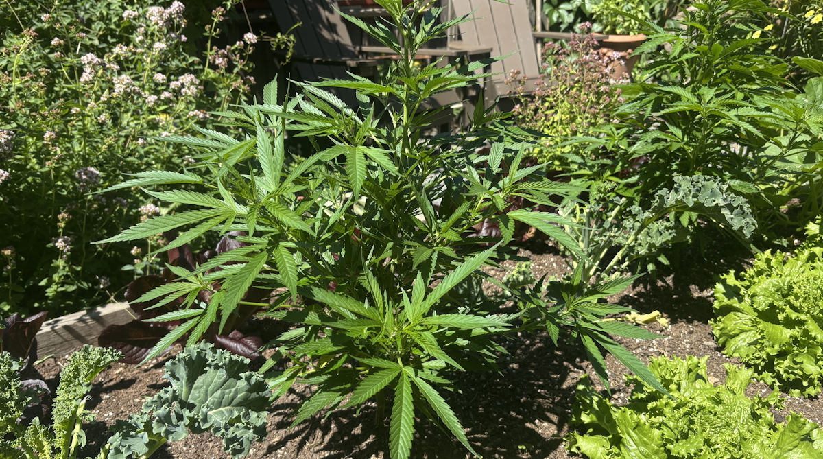 Tips for Growing Cannabis at Home (For Stoners)