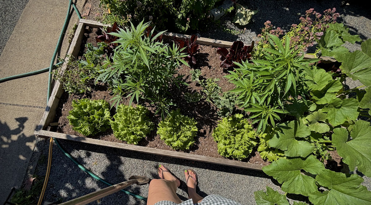 growing cannabis in the garden