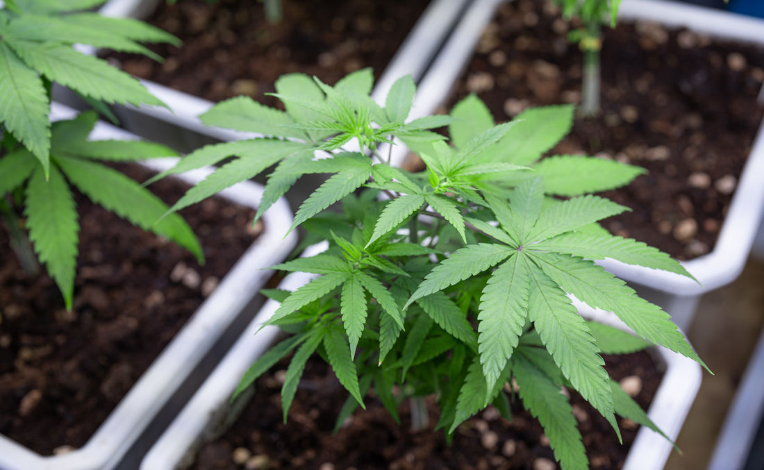 cannabis growing inside